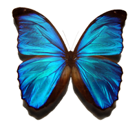 Blue Morpho Butterfly